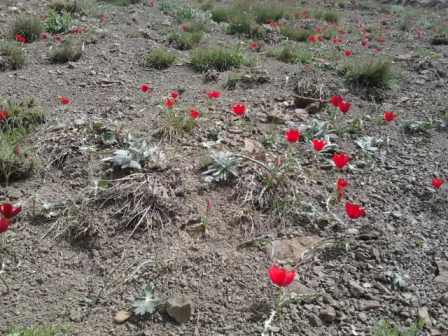 Tulipa-montana